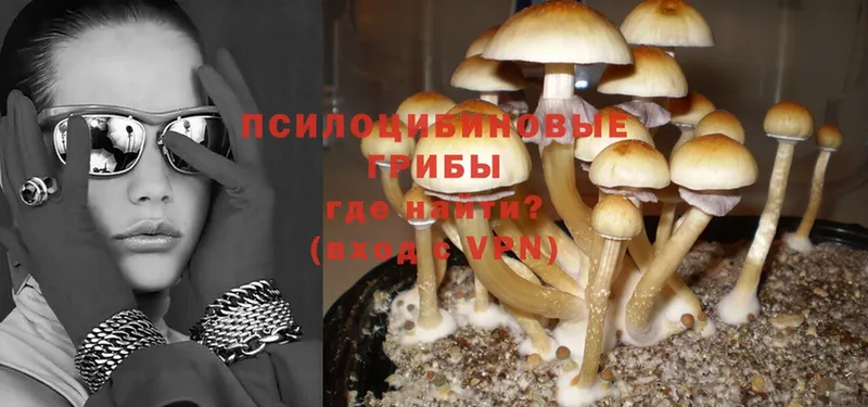 Галлюциногенные грибы Psilocybine cubensis Олонец